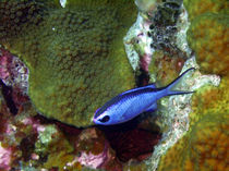 Blue Chromis Above Hard Coral by serenityphotography