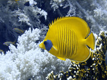 Butterfly Fish Over Fire Coral by serenityphotography