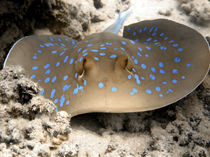 Blue Spotted Ray Feeding by serenityphotography