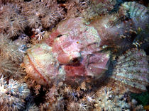 Camouflaged Scorpion Fish von serenityphotography