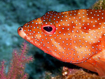 Coral Cod's Head by serenityphotography