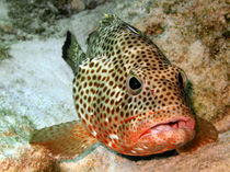 Coral Grouper Being Cleaned by serenityphotography