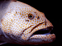 Coral Grouper Being Cleaned by serenityphotography