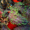 Domino-damselfish-in-anemone-02