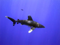 Oceanic Whitetip with Pilot Fish von serenityphotography