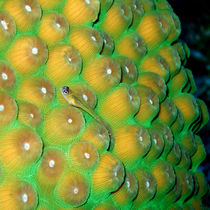 Small Wrasse on Hard Coral by serenityphotography