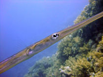 The Eye of a Trumpetfish by serenityphotography