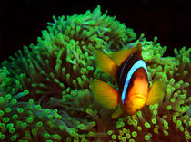 Anemone Fish in Green Anemone von serenityphotography