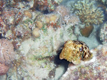 Baby Cuttlefish and Hard Coral von serenityphotography