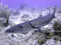 Barracuda by serenityphotography