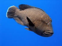 Napoleon Wrasse von serenityphotography