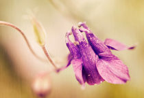 akelei im sommerwind - columbine in summer wind by augenwerk