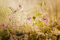 sommerwiese - summer meadow von augenwerk