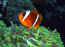 Anemone Fish in Anemone by serenityphotography