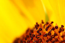 Sonnenblume von gfischer