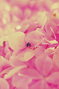 Hydrangea Macro Petals von rosanna zavanaiu