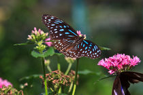 Pretty Blue Glassy Tiger Butterfly by Louise Heusinkveld