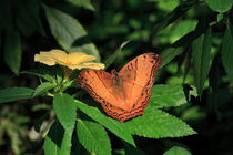 Cruiser Butterfly von Louise Heusinkveld