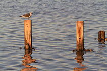 Evening on the Gulf by Louise Heusinkveld