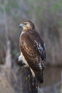 Red Tailed Hawk von Louise Heusinkveld