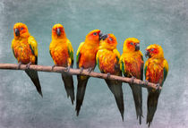 Sun Conures von Louise Heusinkveld