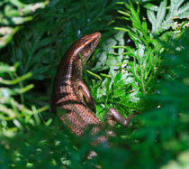 Shy Sun Skink by Louise Heusinkveld