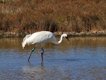 Whooping Crane von Louise Heusinkveld