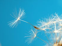 Pusteblume (dandelion) by Dagmar Laimgruber