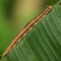 Schmetterlinge: Raupe des Bananenfalters (Owl Worm) von Dagmar Laimgruber