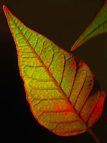 Euphorbia Blatt (poinsettia) von Dagmar Laimgruber