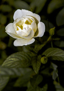 White Rose by markowmedia