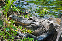 American Alligator