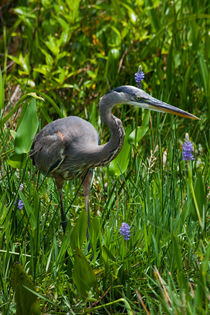 Great Blue Heron von Pier Giorgio  Mariani