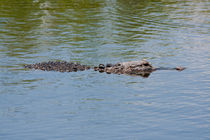 American Alligator von Pier Giorgio  Mariani