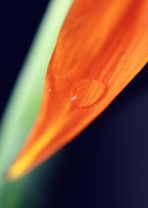 Water drops on Strelitzia von Falko Follert