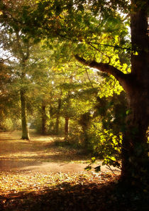 Autumn Trees by Sarah Couzens