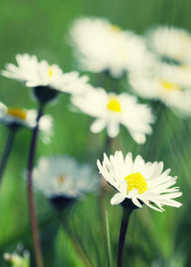 Gänseblümchen von Falko Follert