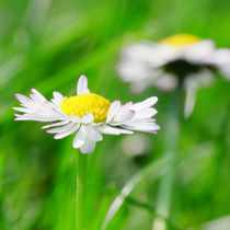 Gänseblümchen, Mehrjähriges Gänseblümchen, Maßliebchen, Tausendschön, Margritli, Kleine Margerite, Bellis, Asteroideae, Korbblütler, Astereae, Daisy, Plantae, Angiosperms, Eudicots, Asterids, Asterales, Asteraceae, Astereae, Bellis, Daisies by Falko Follert