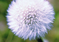 Pusteblume von Falko Follert