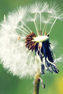 dandelion posters Löwenzahn Poster von Falko Follert