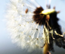 Pusteblume, Blume, Blumen, Fotografie, Löwenzahn, Löwenzahn Poster, Korbblütler, Pflanze, Blühen, Zeitlos, Dandelion, flower, flowers, photography, dandelion posters, Compositae, plant, bloom, Timeless, pissenlit von Falko Follert