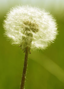 Dandelion, flower, flowers, photography, dandelion posters by Falko Follert