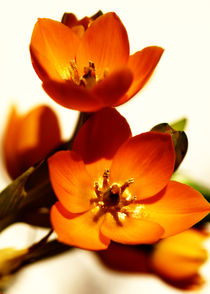 Flowers - Flowers Photography 2012  by Falko Follert