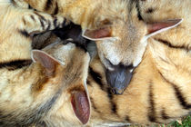 Three Sleeping Aardwolves von serenityphotography