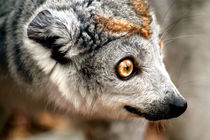 Female Crowned Lemur von serenityphotography