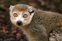 Female Crowned Lemur von serenityphotography