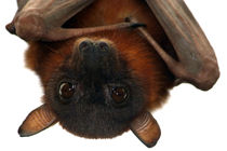 Little Red Flying Fox Hanging Out von serenityphotography