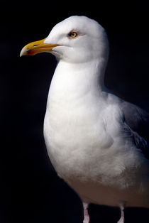 Standing Seagull by serenityphotography