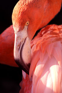 Cuban Flamingo von serenityphotography