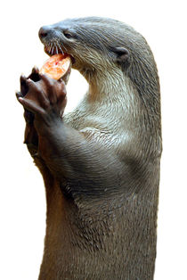 Smooth Coated Otter Eating Fish von serenityphotography